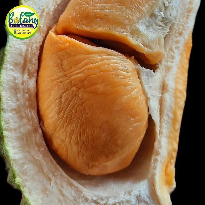 

Terlaris Bibit Durian Ochee Atau Duri Hitam