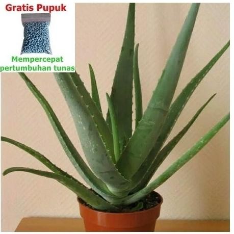

Terlaris Bibit Lidah Buaya Jumbo 25G Npk Aloevera Jumbo Super