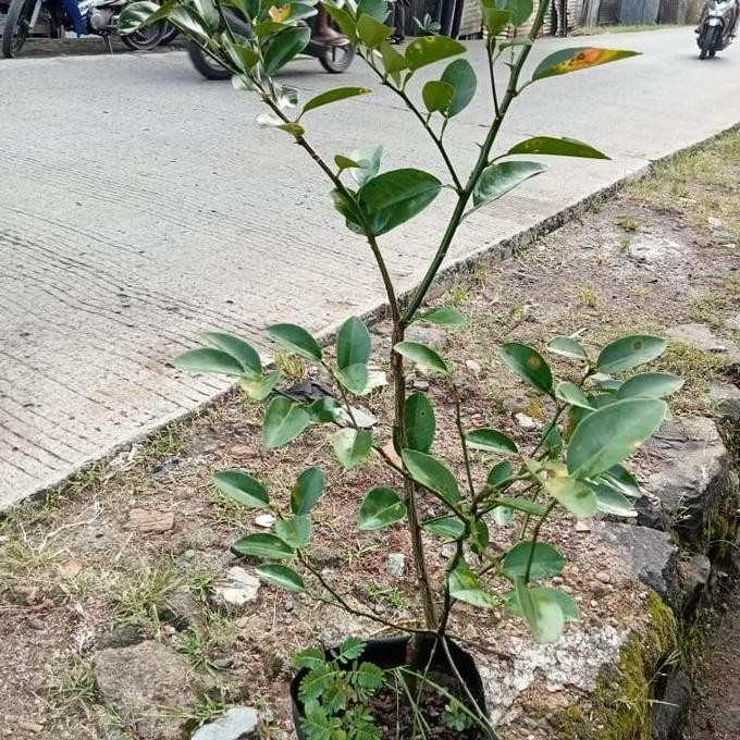 

Terlaris Bibit Jeruk Nipis 50Cm