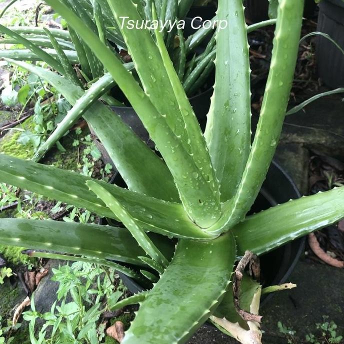 

Terlaris Tanaman Lidah Buaya Bibit