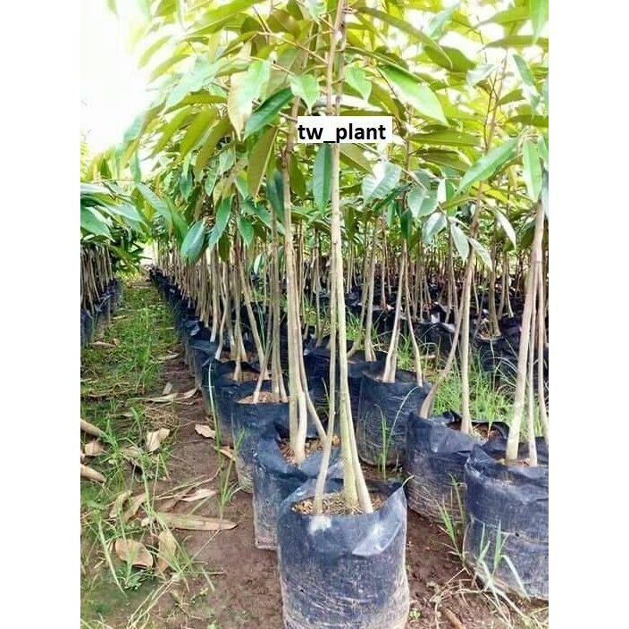 

Terlaris Bibit Durian Monthong Asli Okulasi Cepat Berbuah