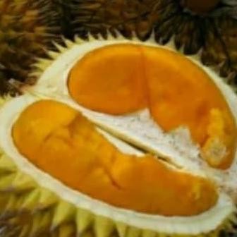 

Terlaris Bibit Pohon Durian Super Tembaga Kaki 3