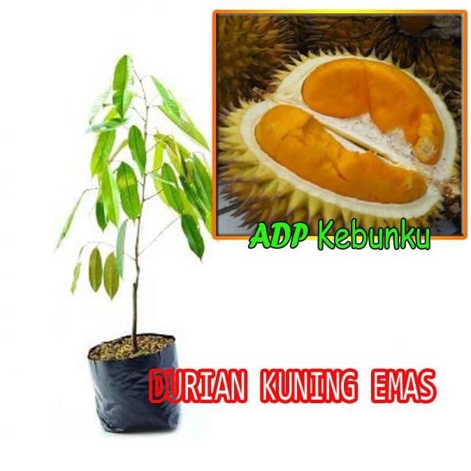 

Terlaris Bibit Tanaman Buah Durian Kuning Emas