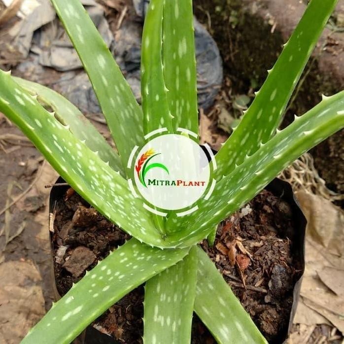 

Terlaris Bibit Tanaman Lidah Buaya - Pohon Aloe Vera - Tanaman Herbal