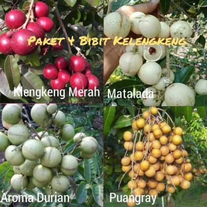 

Terlaris Paket 4 Bibit Kelengkeng Merah - Matalada - Aroma Durian - Puangray