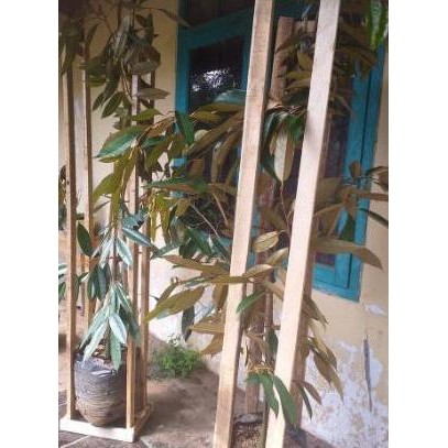 

Terlaris [ Bibit Pohon Durian Sudah Berbunga Montong Bawor Musangking ]