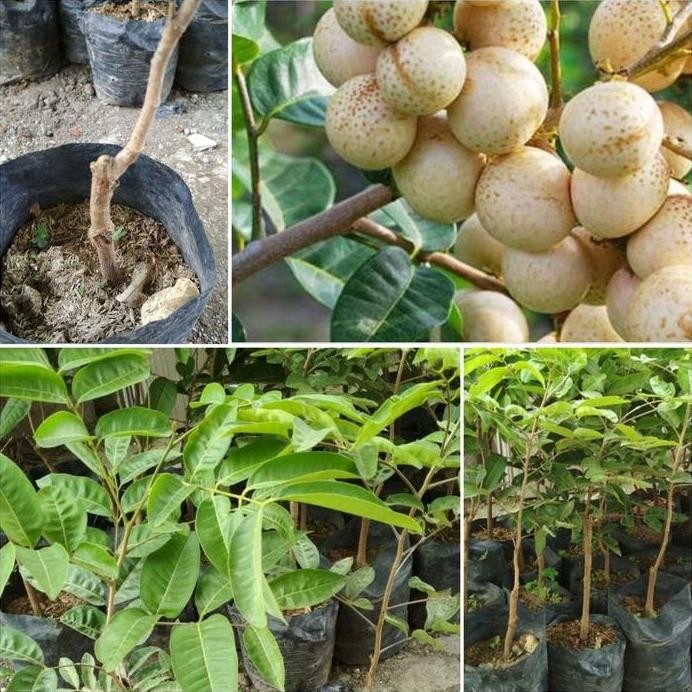 

Terlaris Bibit Kelengkeng Aroma Durian