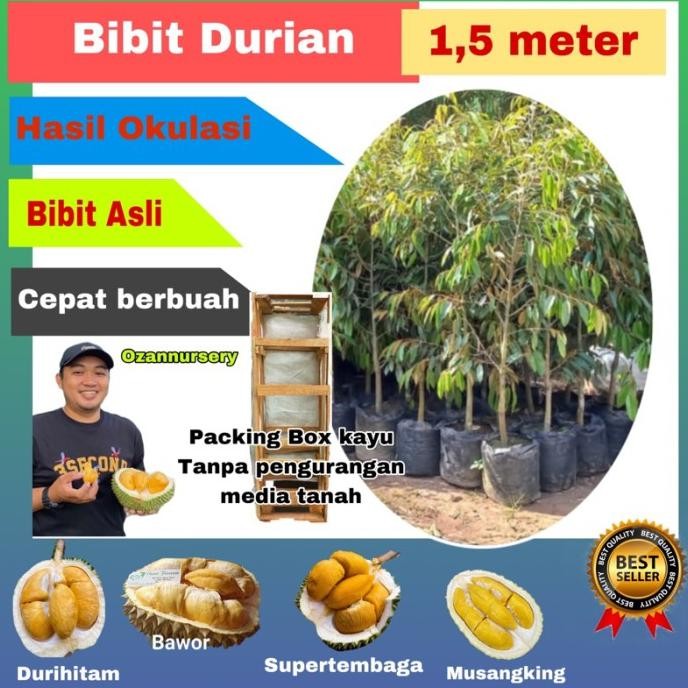 

Terlaris Terbaru Best Seller..!!! Bibit Durian Cepat Berbuah Ukuran 1,5Meter Jenis Musangking , Bawor, Durihitam, Monthong, Supertembaga, Namlung Terlaris