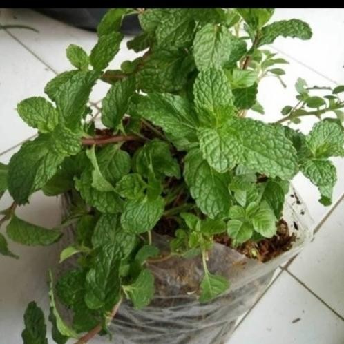 

Terlaris Best Bibit Tanaman Mint Daun Peppermint