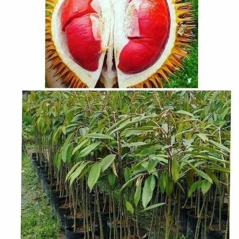 

Terlaris Bibit Durian Merah Banyuwangi Tinggi 1 Meter