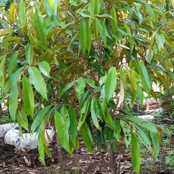 

Terlaris Bibit Pohon Durian Blackthorn Tinggi 1.5Mtr/Durian Blackthorn Rimbun