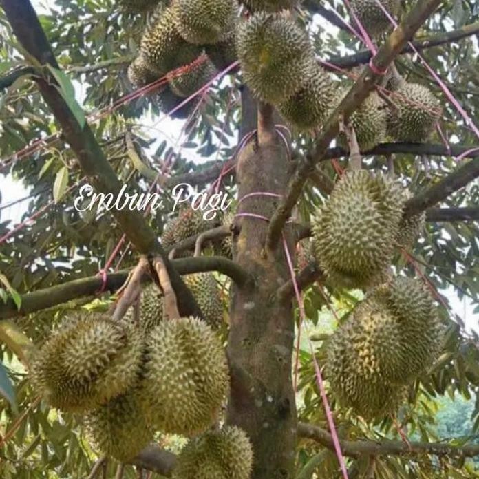 

Terlaris Bibit Pohon Durian Bawor Kaki 3