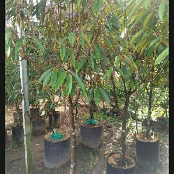 

Terlaris Bibit Durian Musang King Super Besar Tinggi 2 Meter