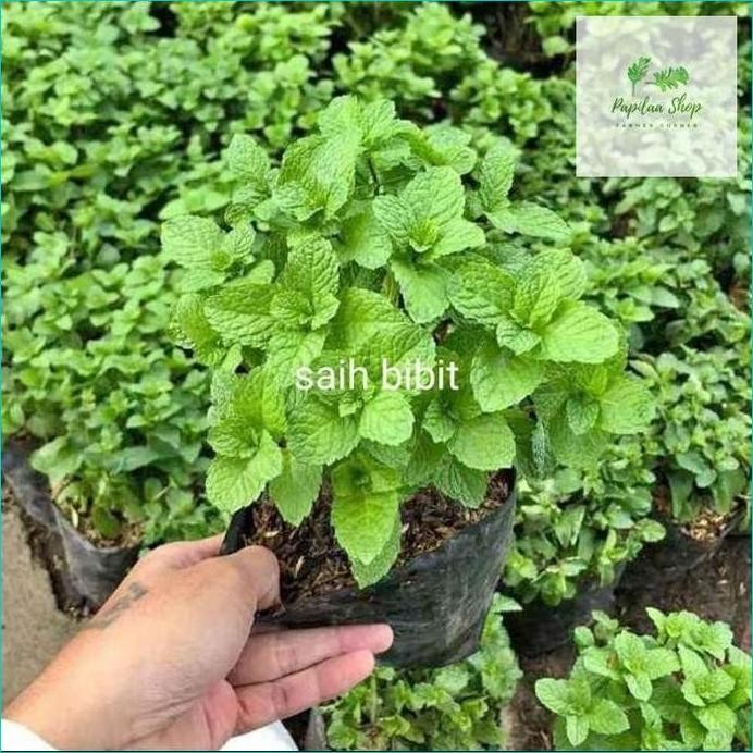 

Terlaris Bibit Daun Mint Siap Tanam(Beli 5 Gratis 1) Berkualitas