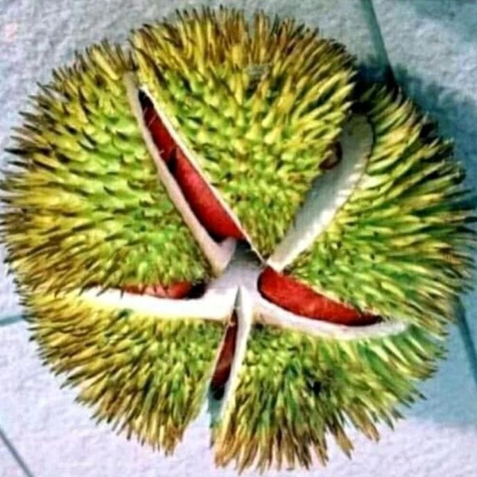 

Terlaris Bibit Durian Merah Super Unggul