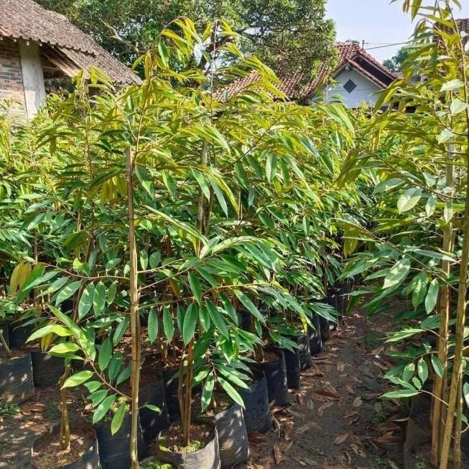 

Terlaris Pohon Bibit Durian Musang King Tinggi 1,5 M