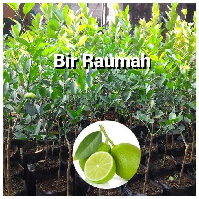 

Terlaris Bibit Pohon Jeruk Nipis