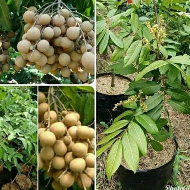

Terlaris Bibit Klengkeng Aroma Durian Berkwalitas Bibit
