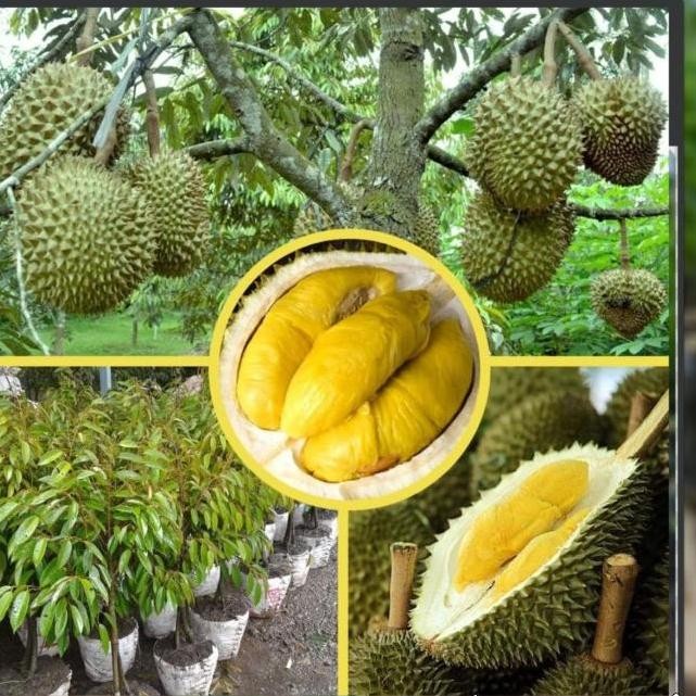 

Terlaris Bibit Durian Musangking Super Unggul