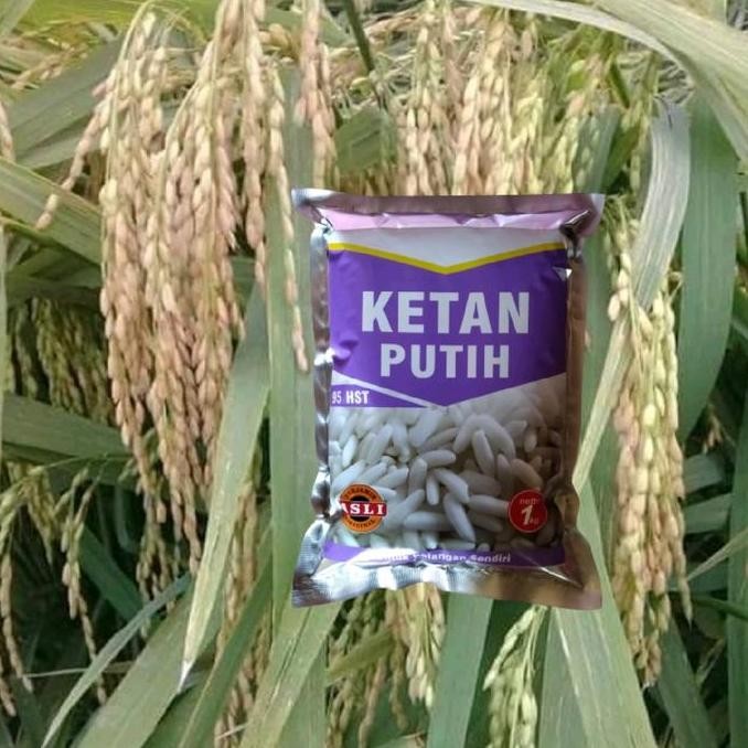 || BANANA / Benih Padi Ketan / bibit ketan putih ||~~~