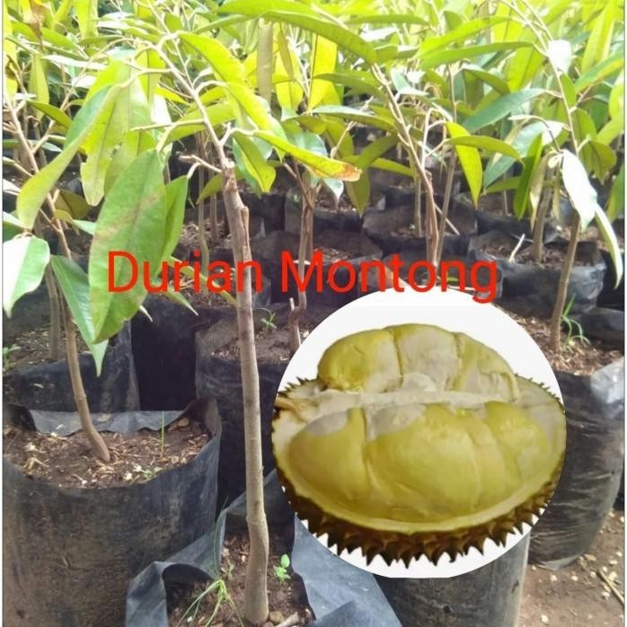 

Terlaris Asli Paket Murah 3 Bibit Durian Montong, Bawor, Musangking