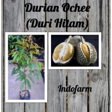 

Terlaris Tanaman Bibit Buah Durian Ochee (Duri Hitam) Kaki 1