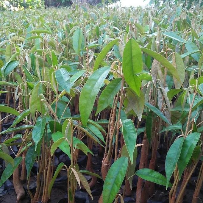 

Terlaris Bibit Durian Seedling Unggul - Semai Biji