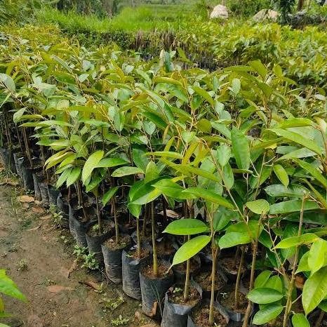 

Terlaris Bibit Durian Super Tembaga Hasil Okulasi Cepat Berbuah