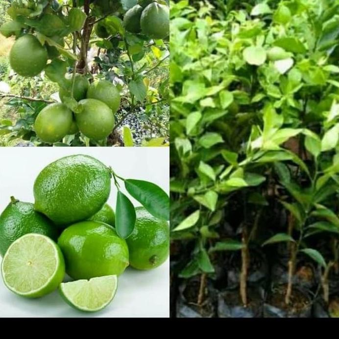 

Terlaris Bibit Tanaman Jeruk Nipis/Pohon Jeruk Nulis