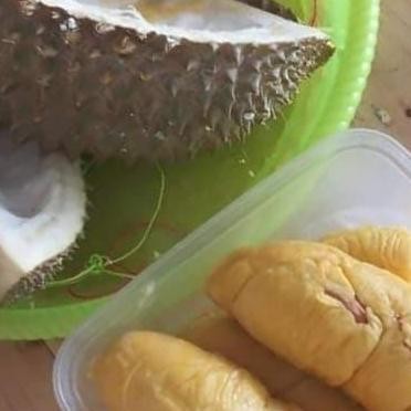 

Terlaris Bibit Durian Duri Hitam / Black Thron / Ochee
