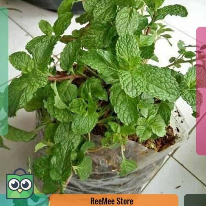 

Terlaris Tanaman Mint Bibit Tanaman Spearmint Mentha Tanaman Daun Mint