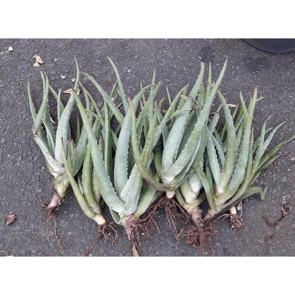 Terlaris Bibit Lidah Buaya - Lidah Buaya Kalimantan - Lidah Buaya Jumbo