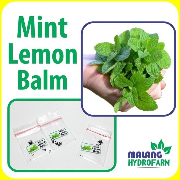 

Terlaris 50Benih Mint Lemon Balm Unggulan Berkualitas Biji Keriting Daun Min Herbal Bibit Hydroponik Hidroponik Sayuran Sayur