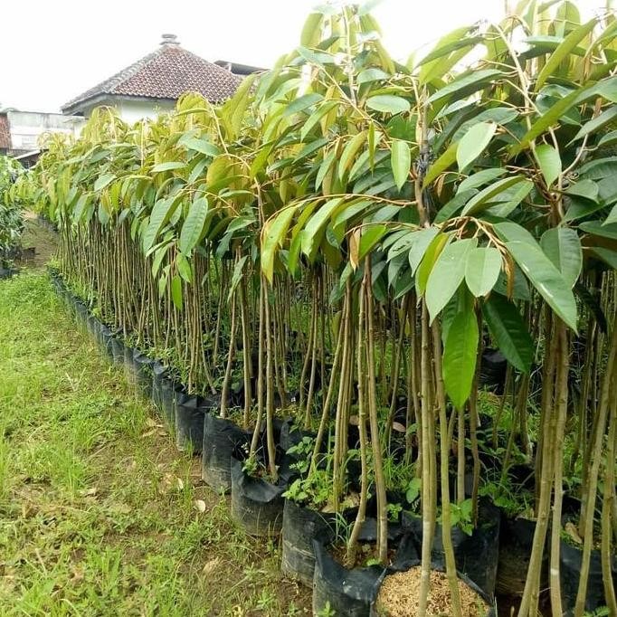 

Terlaris Bibit Durian Bawor Kaki 3 Super Unggul