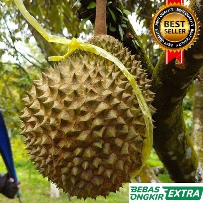 

Terlaris Bibit Durian Musang King Kaki Tiga Hasil Okulasi Unggul Cepat Berbuah