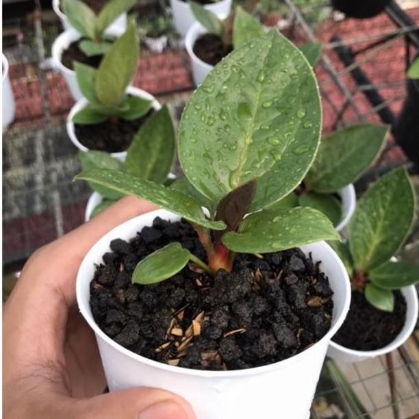 Anakan Jemani Mangkok Tangkai Merah Barang Langka