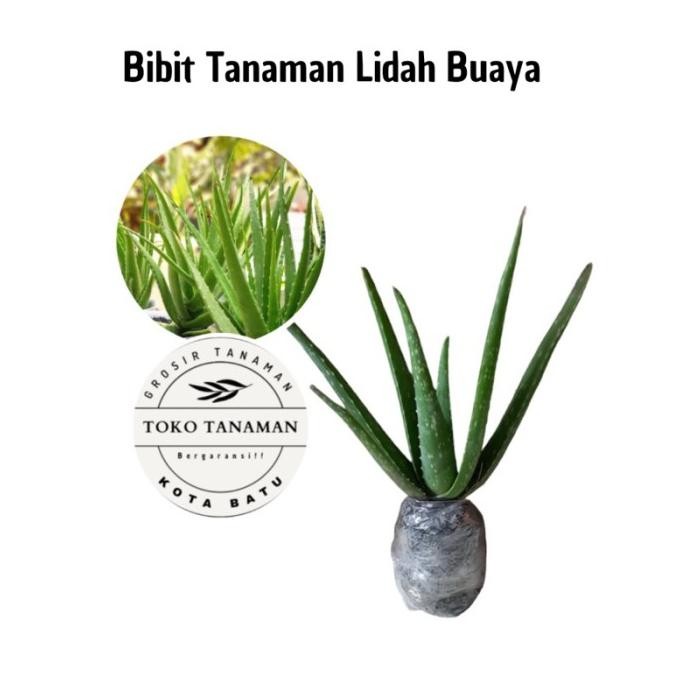 

Terlaris Bibit Tanaman Lidah Buaya Rjbeoe 3824Kg