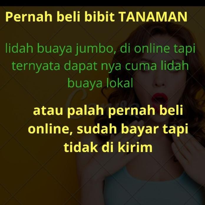 

Terlaris Bibit Lidah Buaya Jumbo , Aloevera Jumbo, Bibit Lidah Bu Uditjb 6532Qn