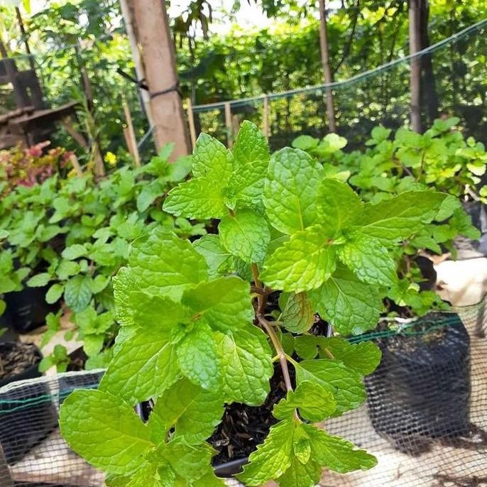 

Terlaris Bibit Tanaman Daun Mint