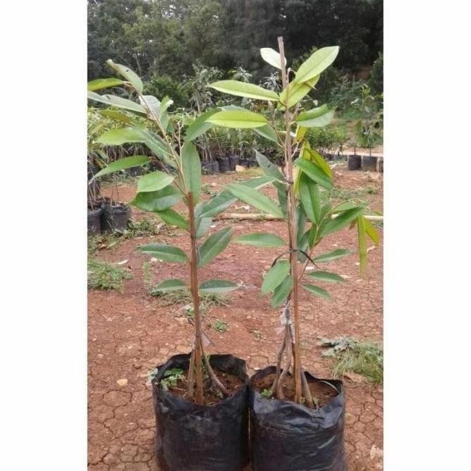 

Terlaris Y3S*& Bibit Tanaman Buah Durian Super Tembaga Kaki 3 Okulasi