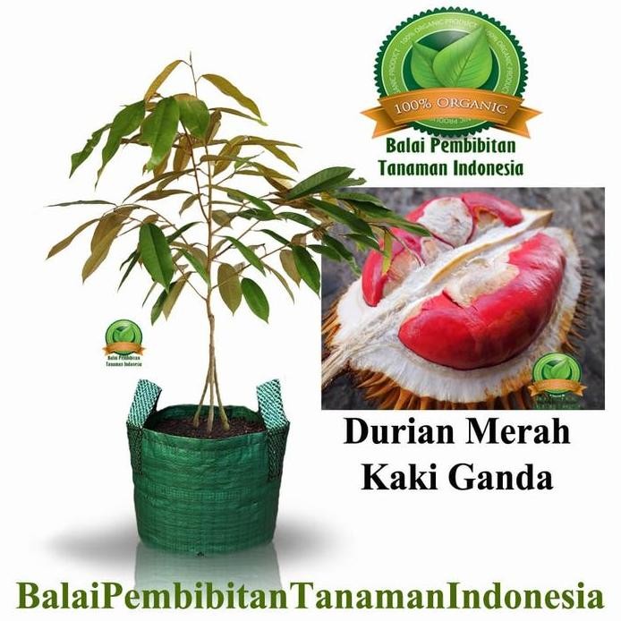 

Terlaris Bibit Durian Merah Banyuwangi Kaki 3 100% Original