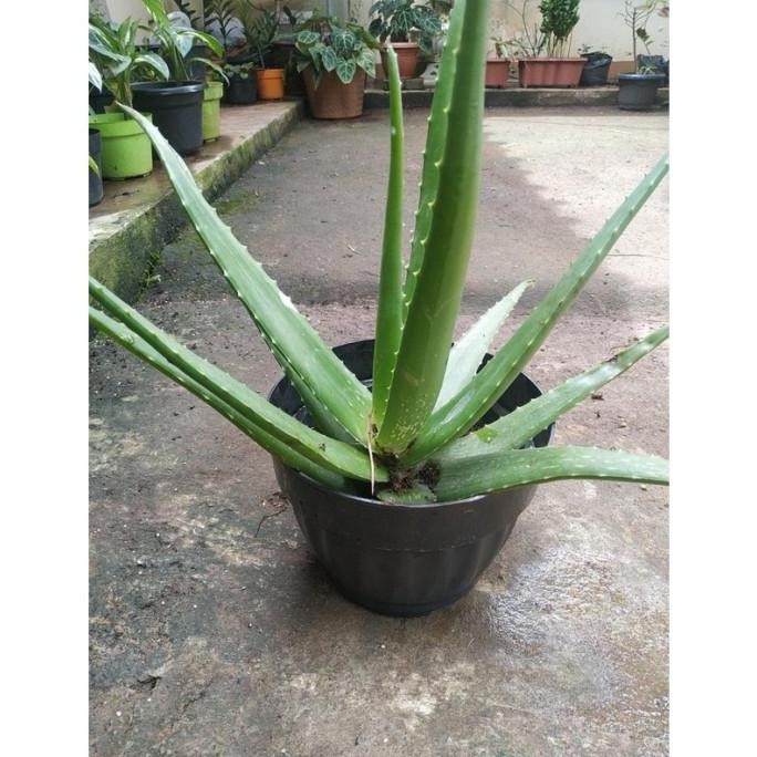 

Terlaris Bibit Tanaman Bunga Lidah Buaya Jumbo - Aloevera Jumbo S Sobkro 9326As