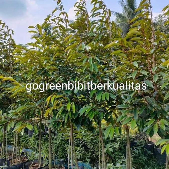 

Terlaris Bibit Durian Kaki 3 Ukuran 2 Meteran