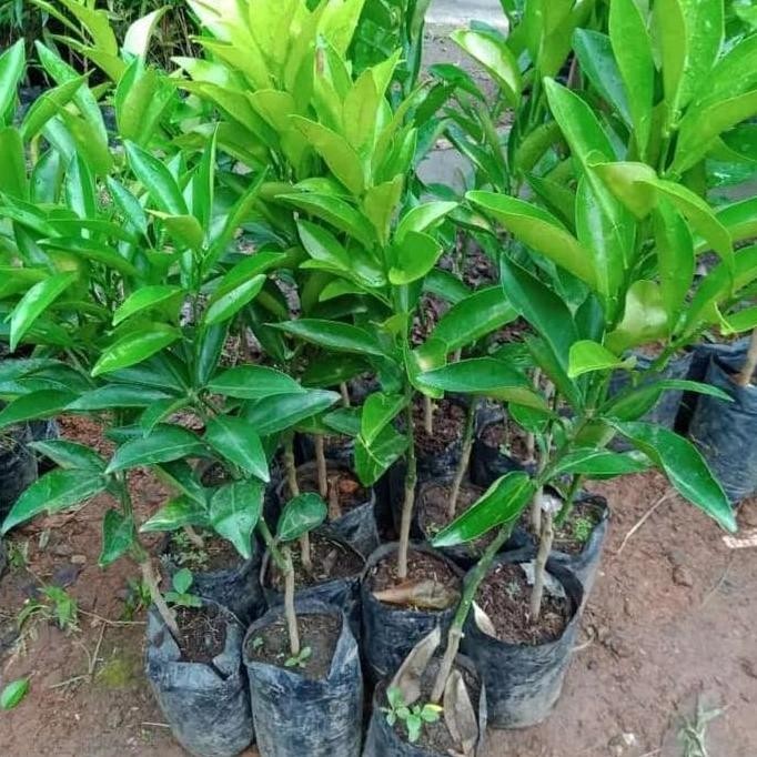 

Terlaris Bibit Jeruk Nipis Kualitas Super