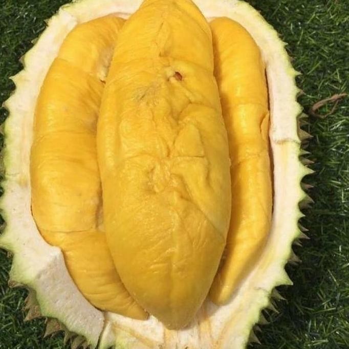 

Terlaris Bibit Durian Musangking Bisa Berbuah Dalam Pot