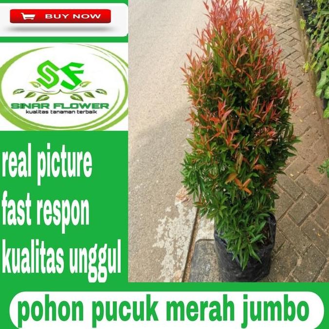 pohon pucuk merah 1m/tanaman hias/pucuk merah