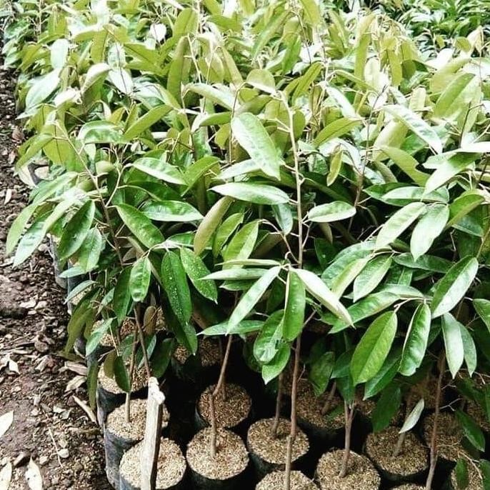 Terlaris Bibit Durian Musang King Okulasi Super Unggul
