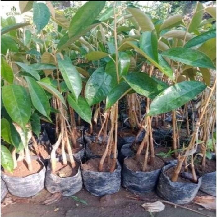 

Terlaris Bibit Buah Durian Musangking Kaki 3 Seedling Semai Biji Unggul
