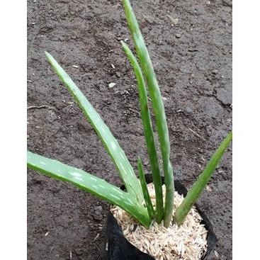 

Terlaris Terlaris Bibit Lidah Buaya/Aloe Vera Cod