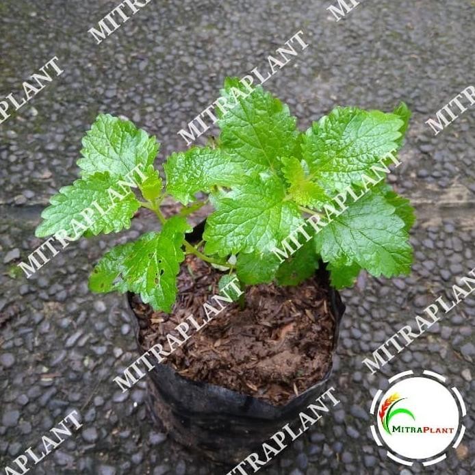 

Terlaris Bibit Pohon Lemon Balm - Tanaman Daun Mint Lemon Blam - Tanaman Herbal